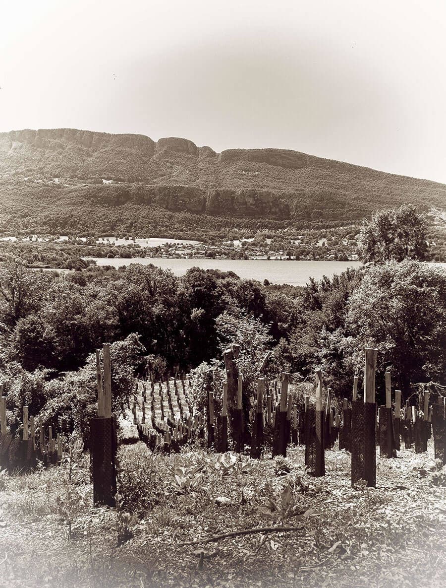 Un vignoble de huit siècles, redécouvert